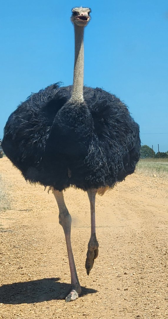 Safari Wild Animal Park - Ostrich