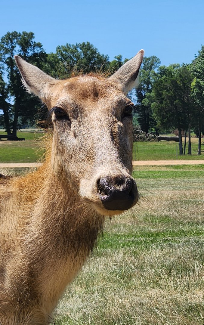 Safari Wild Animal Park - Pere David Deer close up
