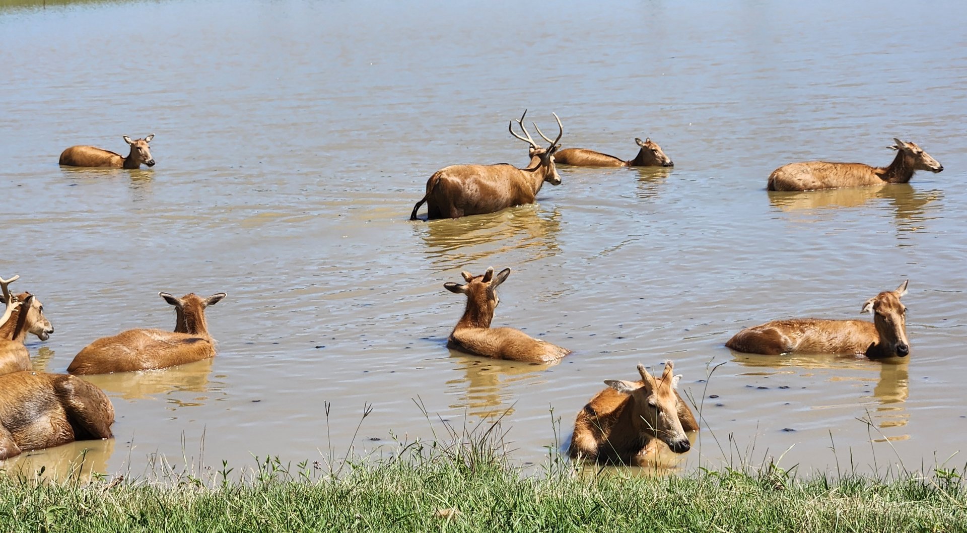 Safari Wild Animal Park - Pere David Deer