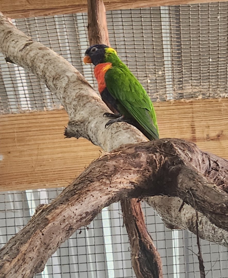 Safari Wild Animal Park - Rainbow Lorikeet