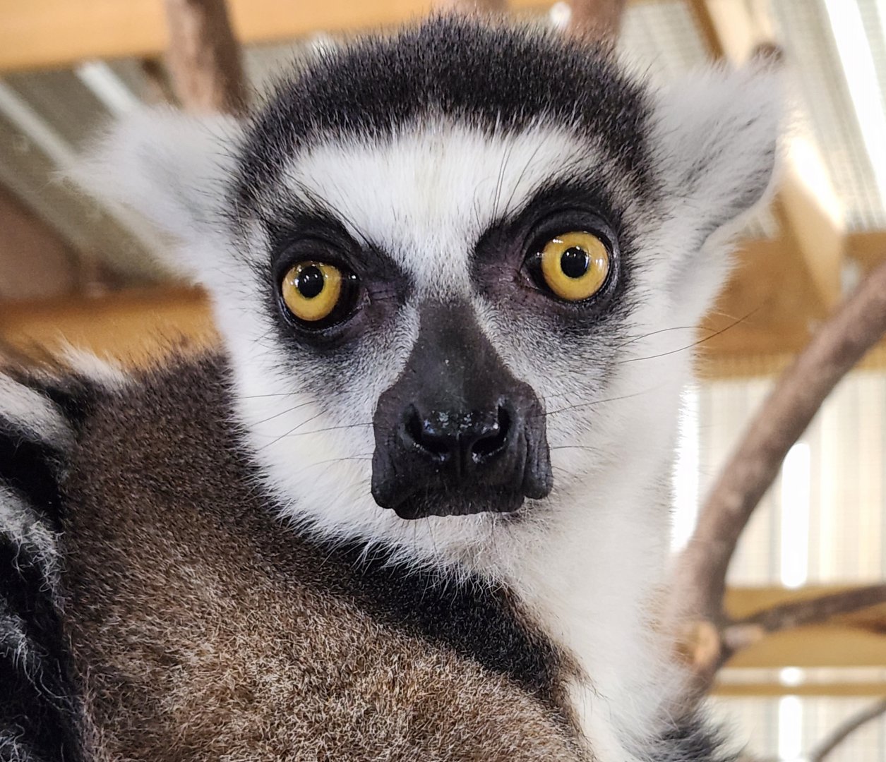 Safari Wild Animal Park - Ringtail Lemur