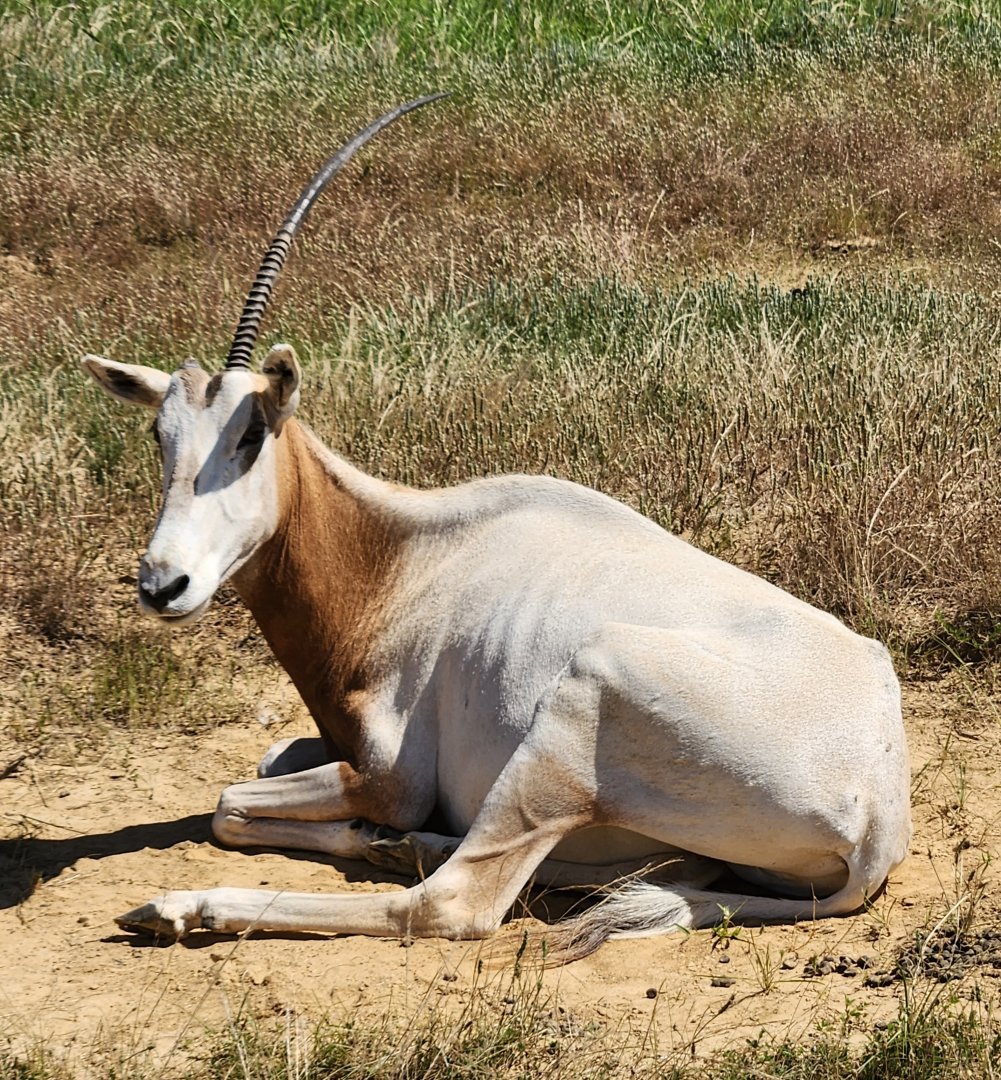 Safari Wild Animal Park - Scimitar Oryx