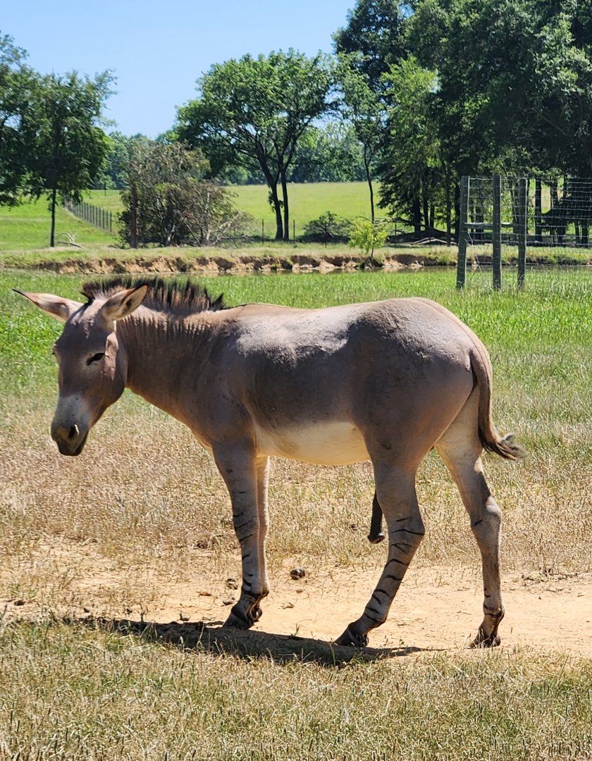 Safari Wild Animal Park - Somalian Wild Ass (pure?)