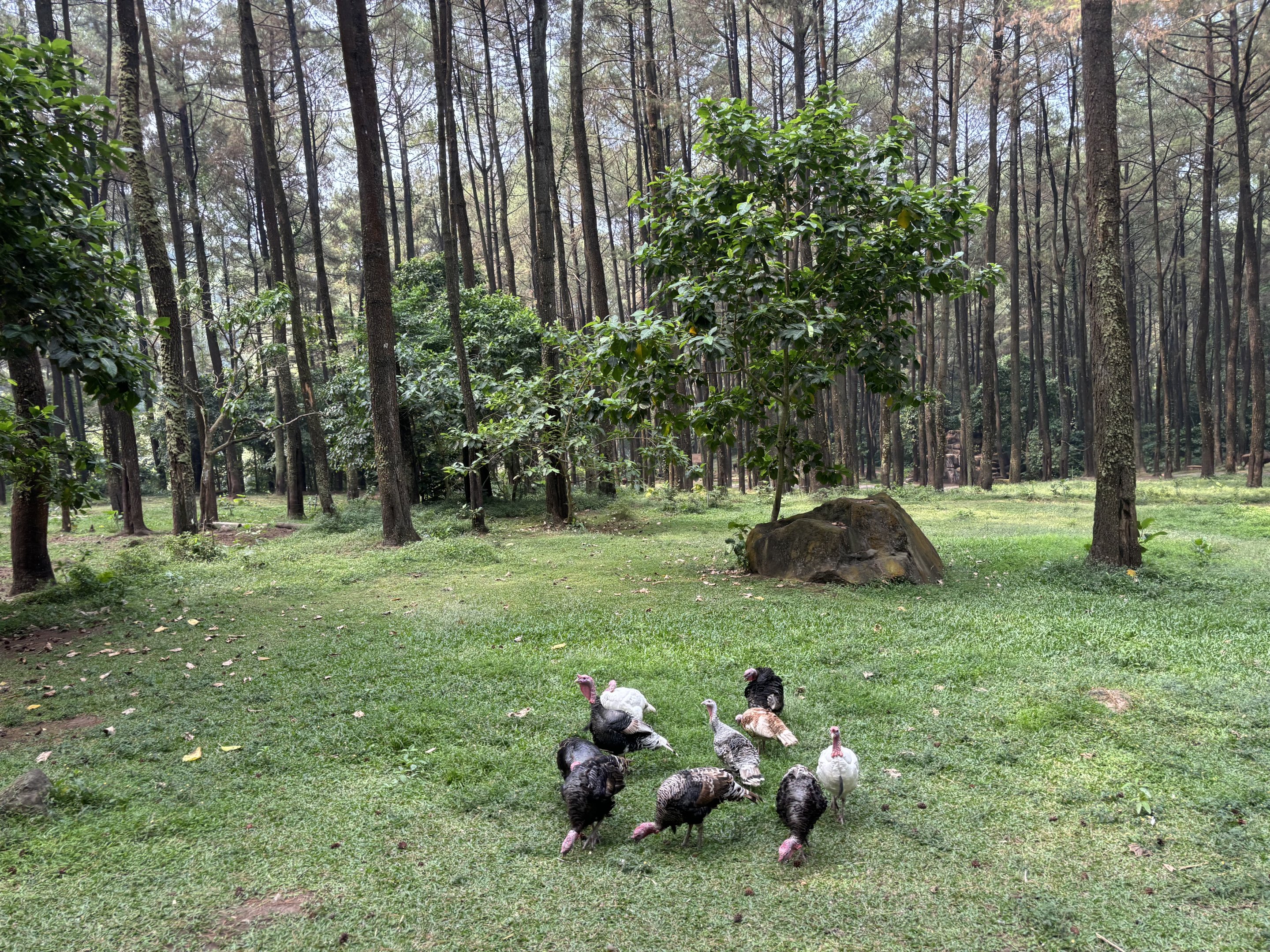 Safari - Wild Turkeys