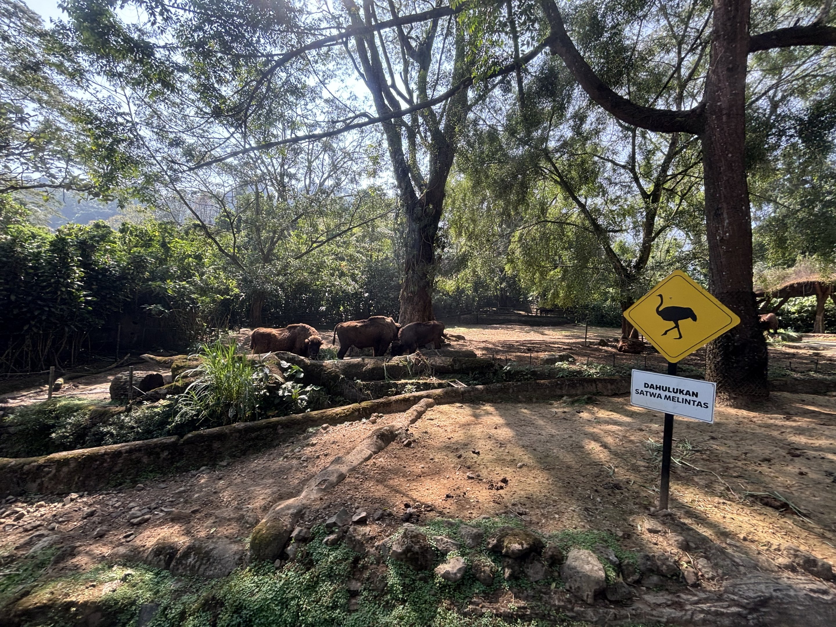 Safari - Wisent Exhibit