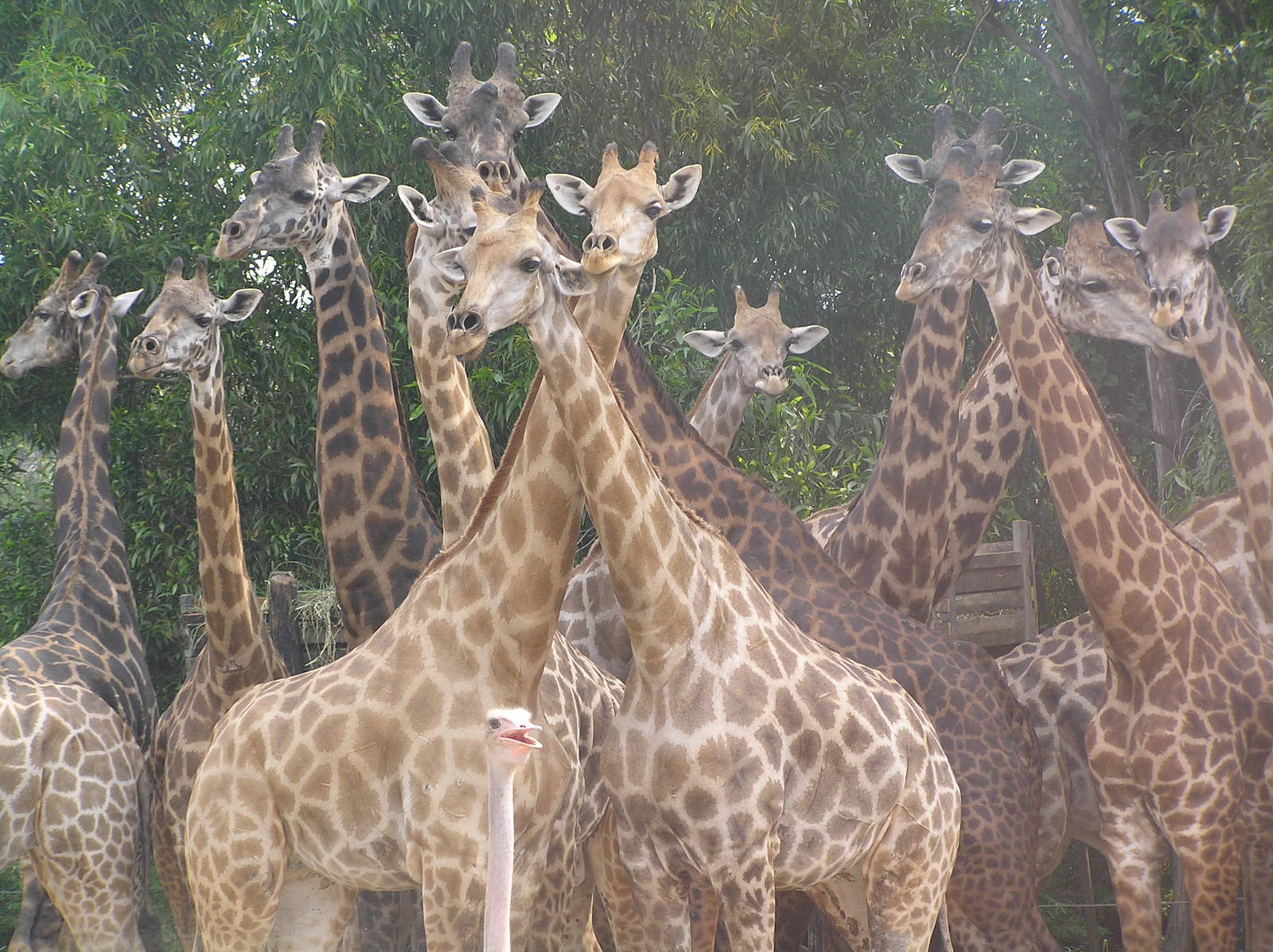 Safari world - Thailand