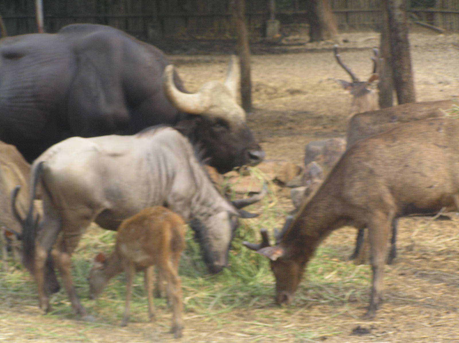 Safari world - Thailand