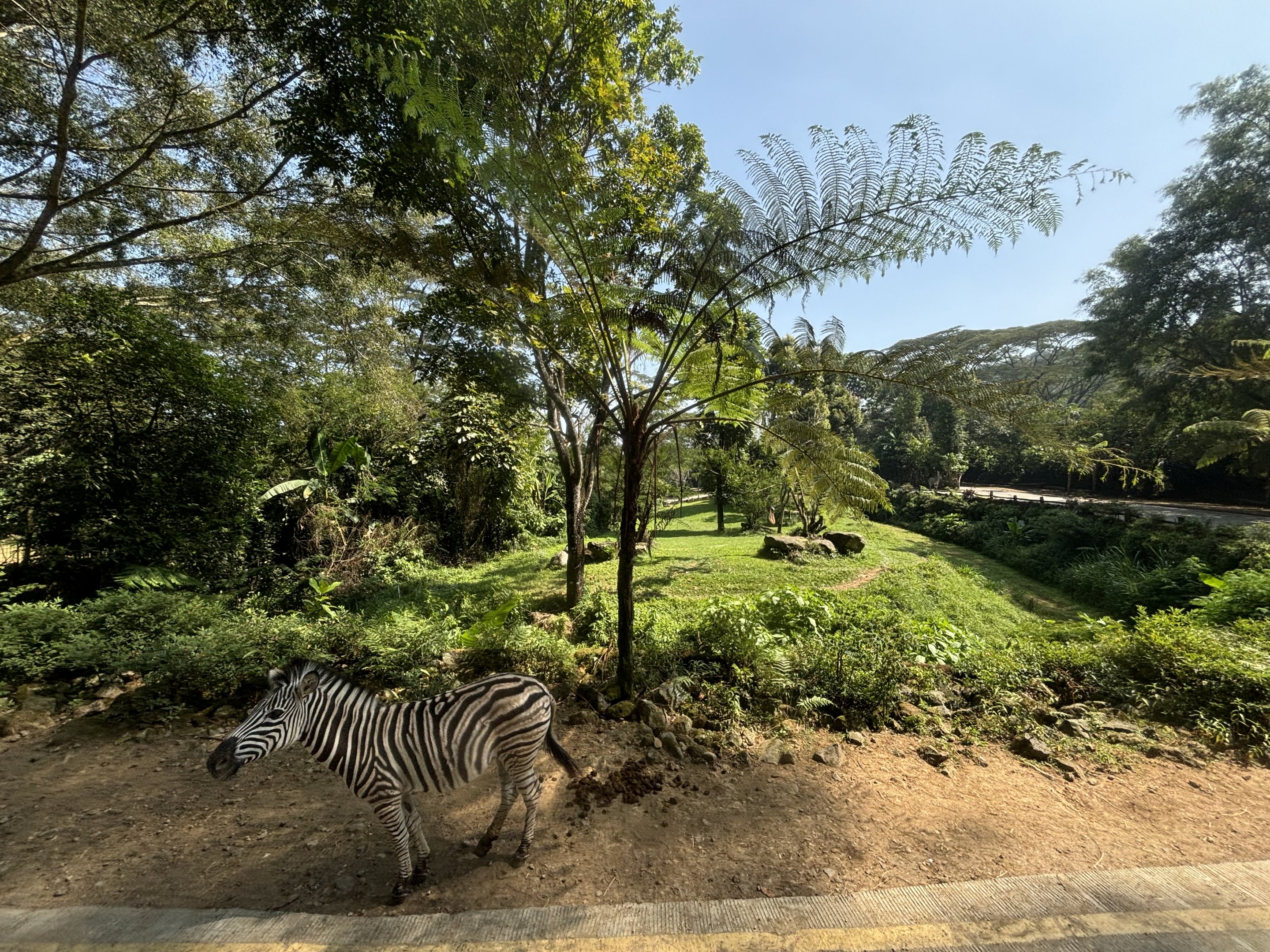Safari - Zebra + Cheetah Exhibit
