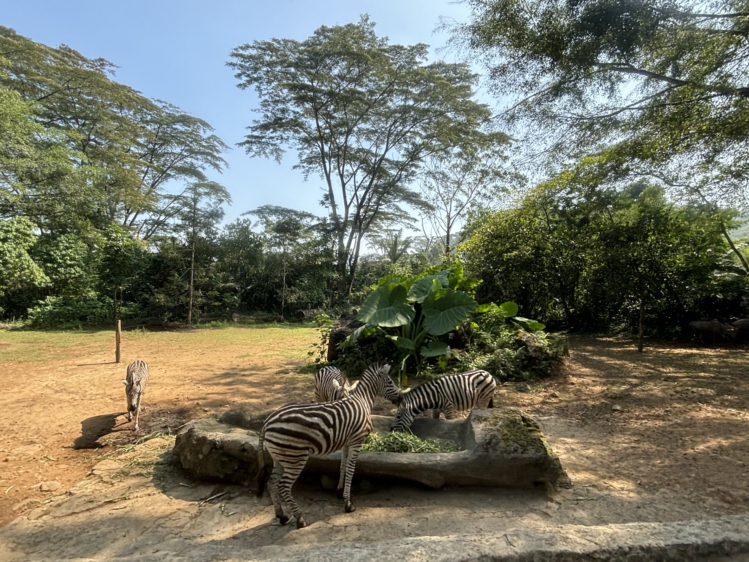 Safari - Zebra Exhibit