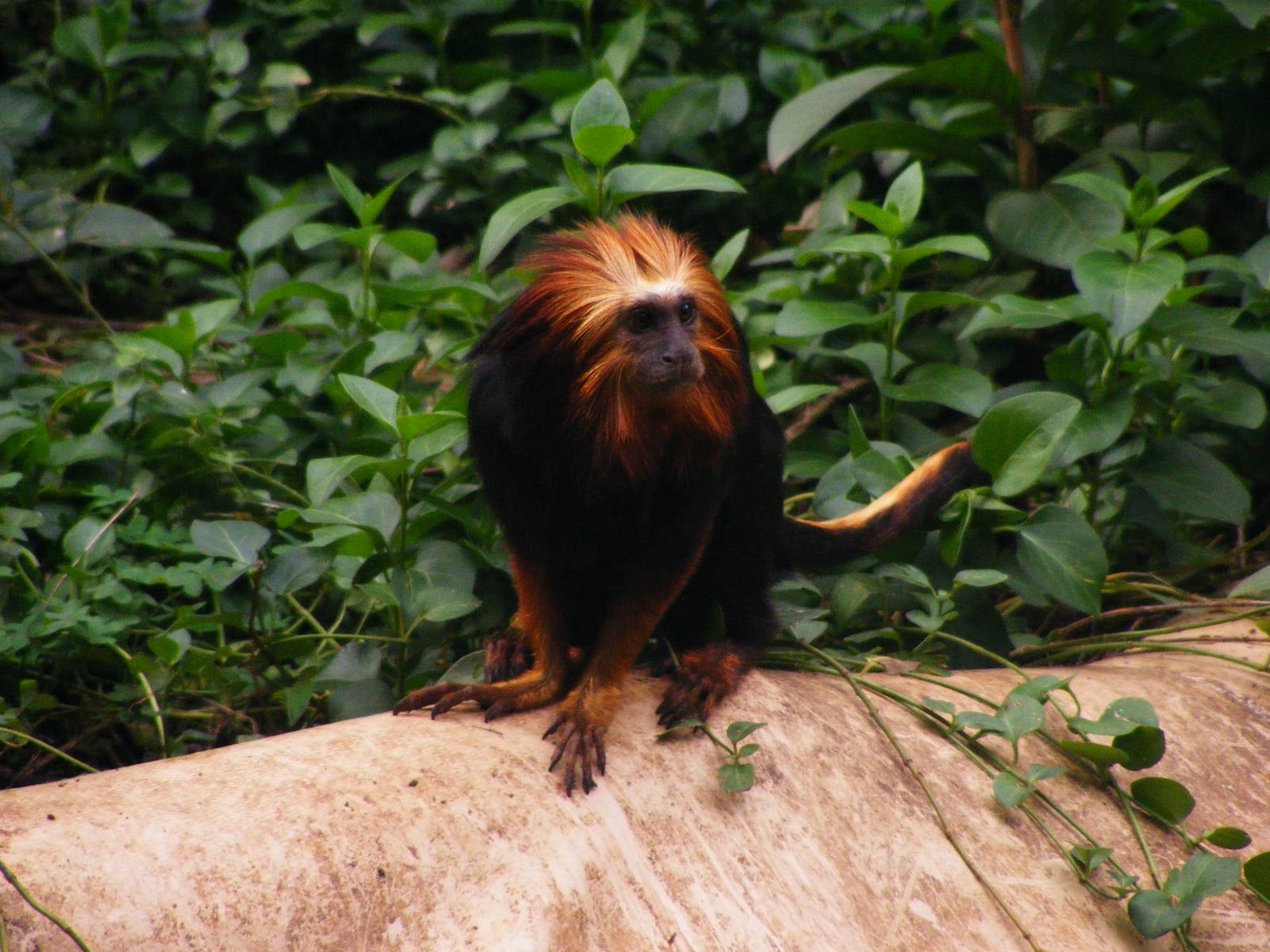 Safari Zoological Center 30.1.10