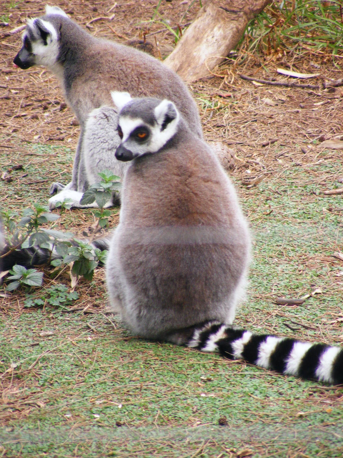 Safari Zoological Center 30.1.10