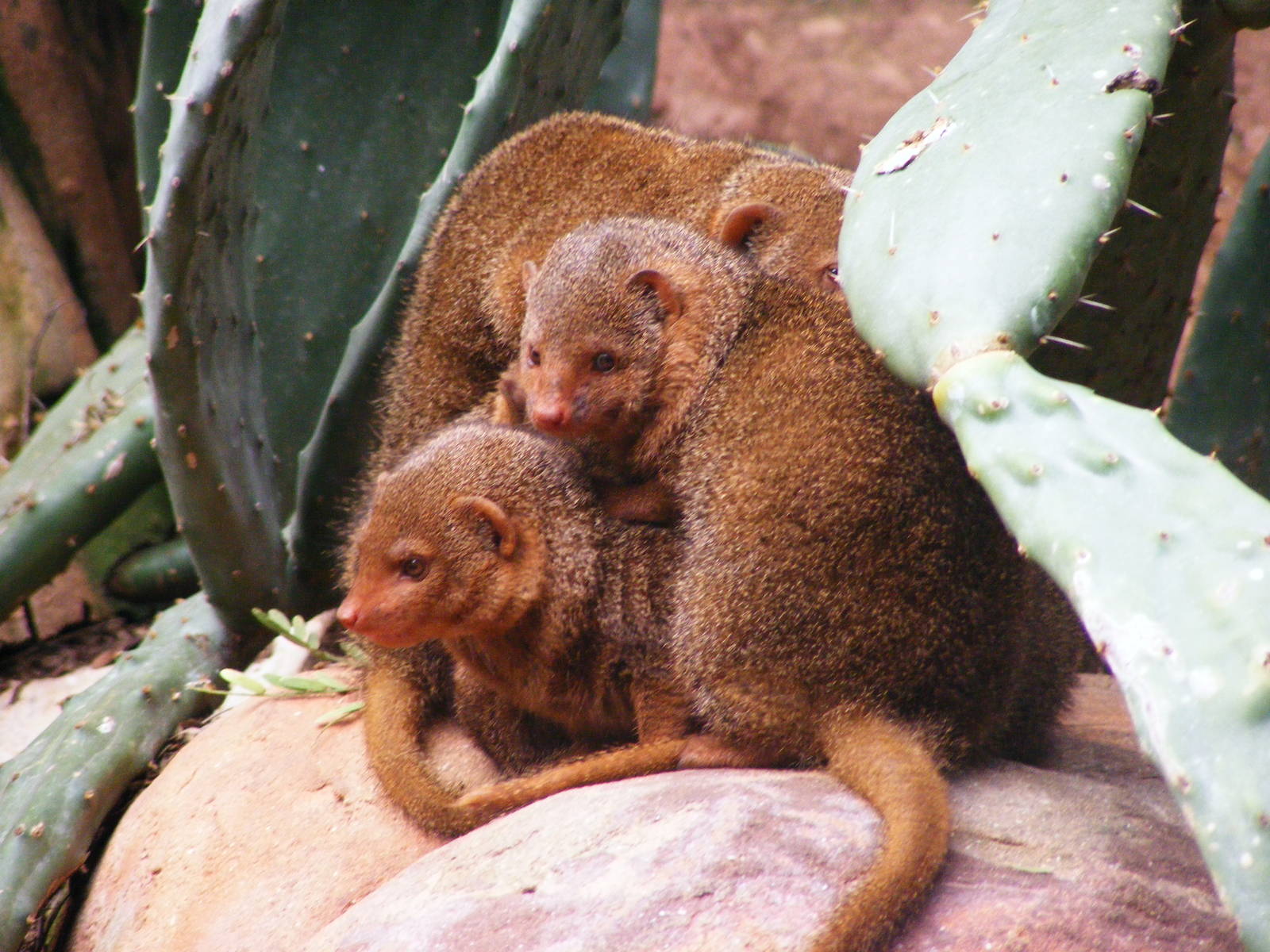 Safari Zoological Center 30.1.10