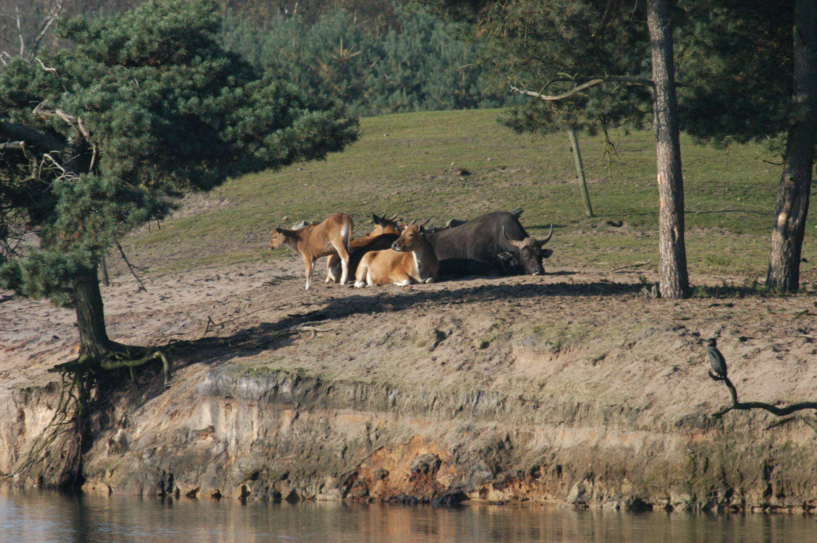 Safaripark Beekse Bergen 2011 - Banteng