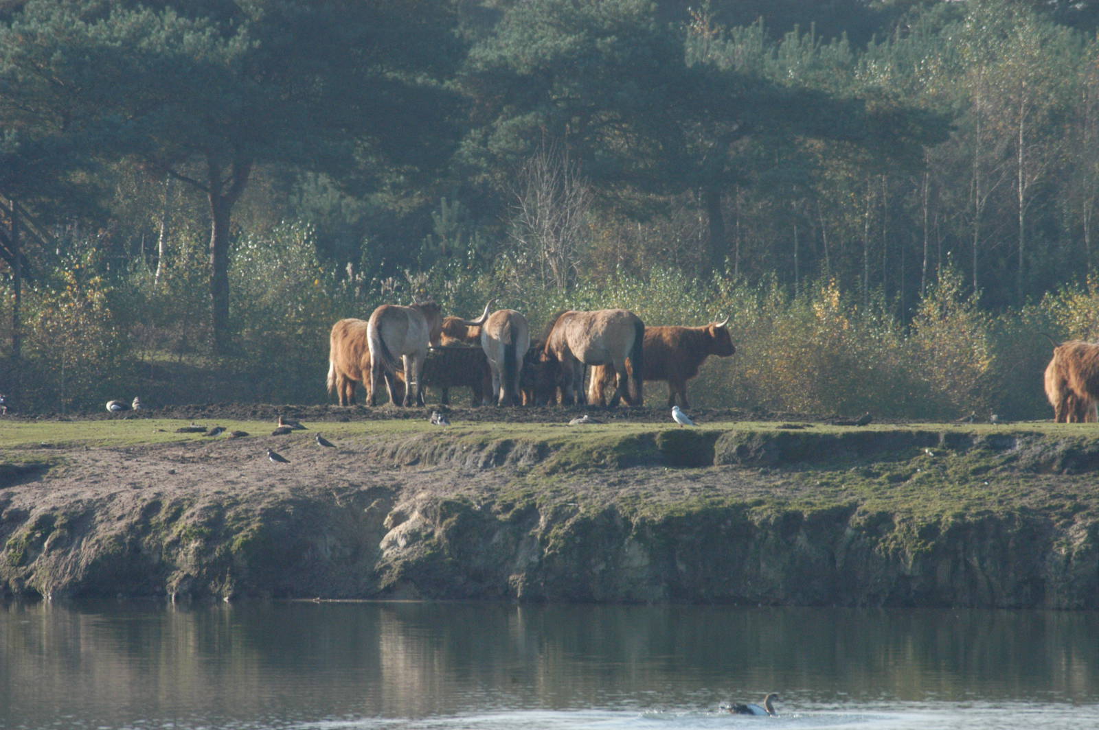 SafariPark Beekse Bergen 2011 - Mixed Species Steppe