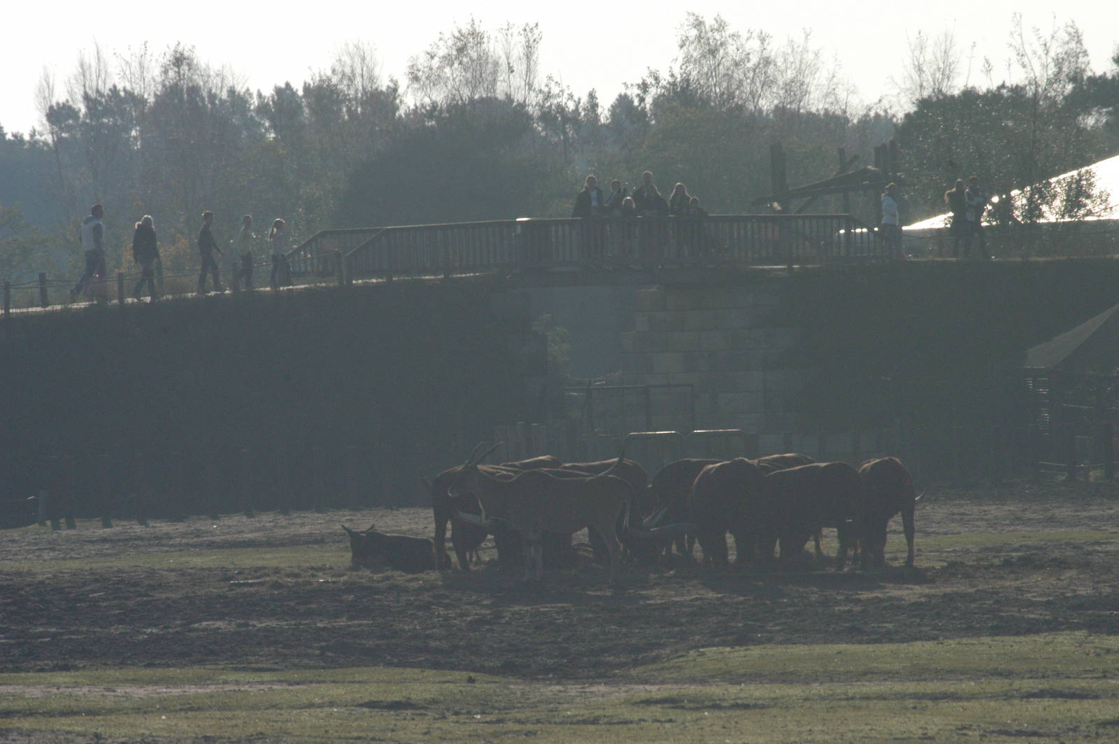 Safaripark Beekse Bergen 2011 - Mixed Species