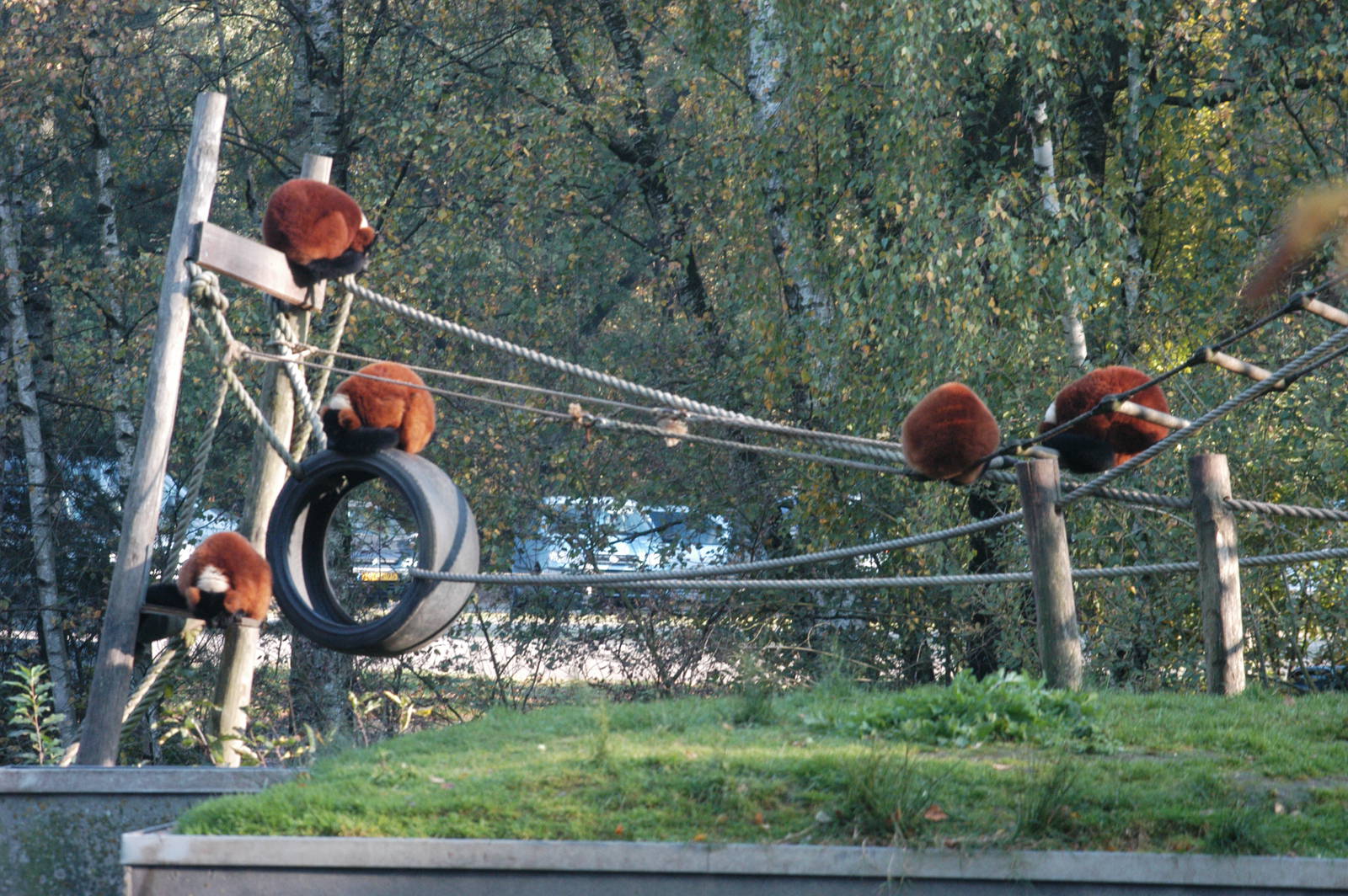 Safaripark Beekse Bergen 2011 - Red Ruffed Lemur