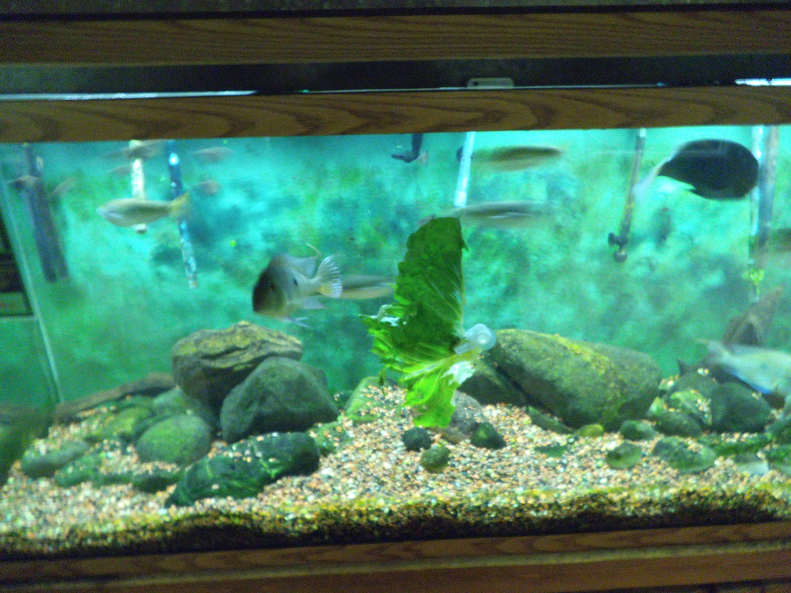 Safari's 2014 JBZ Trip