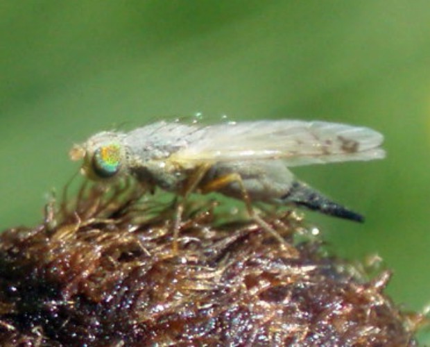 Safflower Fly (Acanthiophilus helianthi)