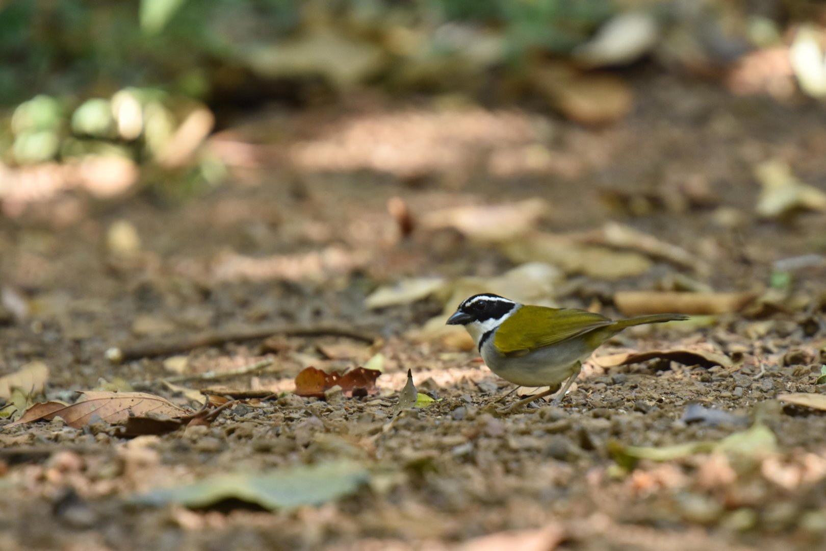 Saffron-billed Sparrow (Arremon flavirostris)