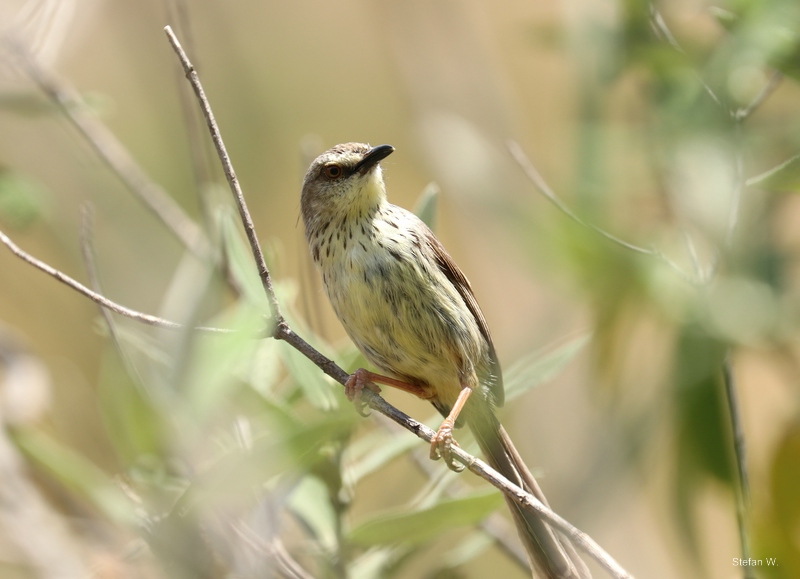 saffron-breasted prinia (Prinia hypoxantha)