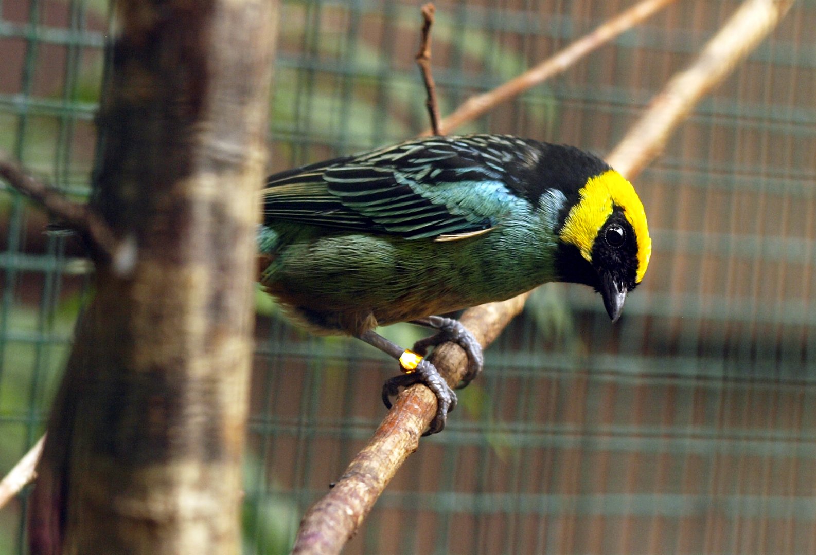Saffron-crowned tanager