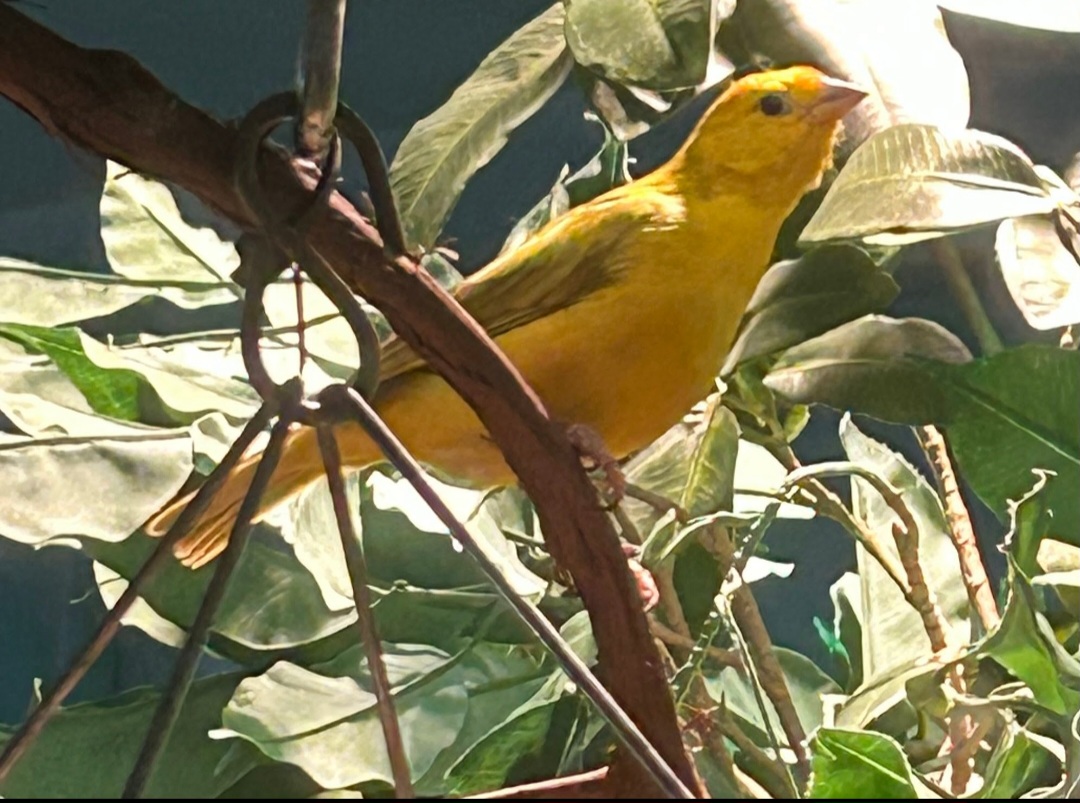 Saffron Finch (7/12/25)