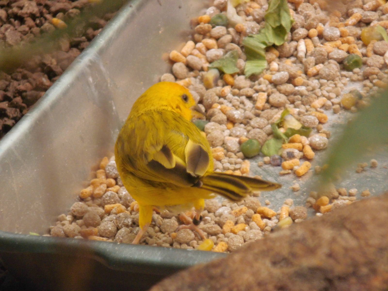 Saffron finch at Philadelphia zoo 2015-03-08