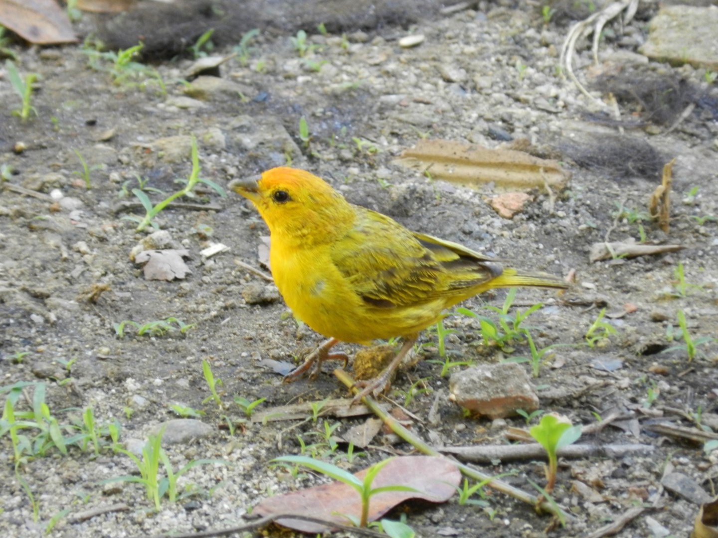 Saffron finch - Serra do cipó, Brazil