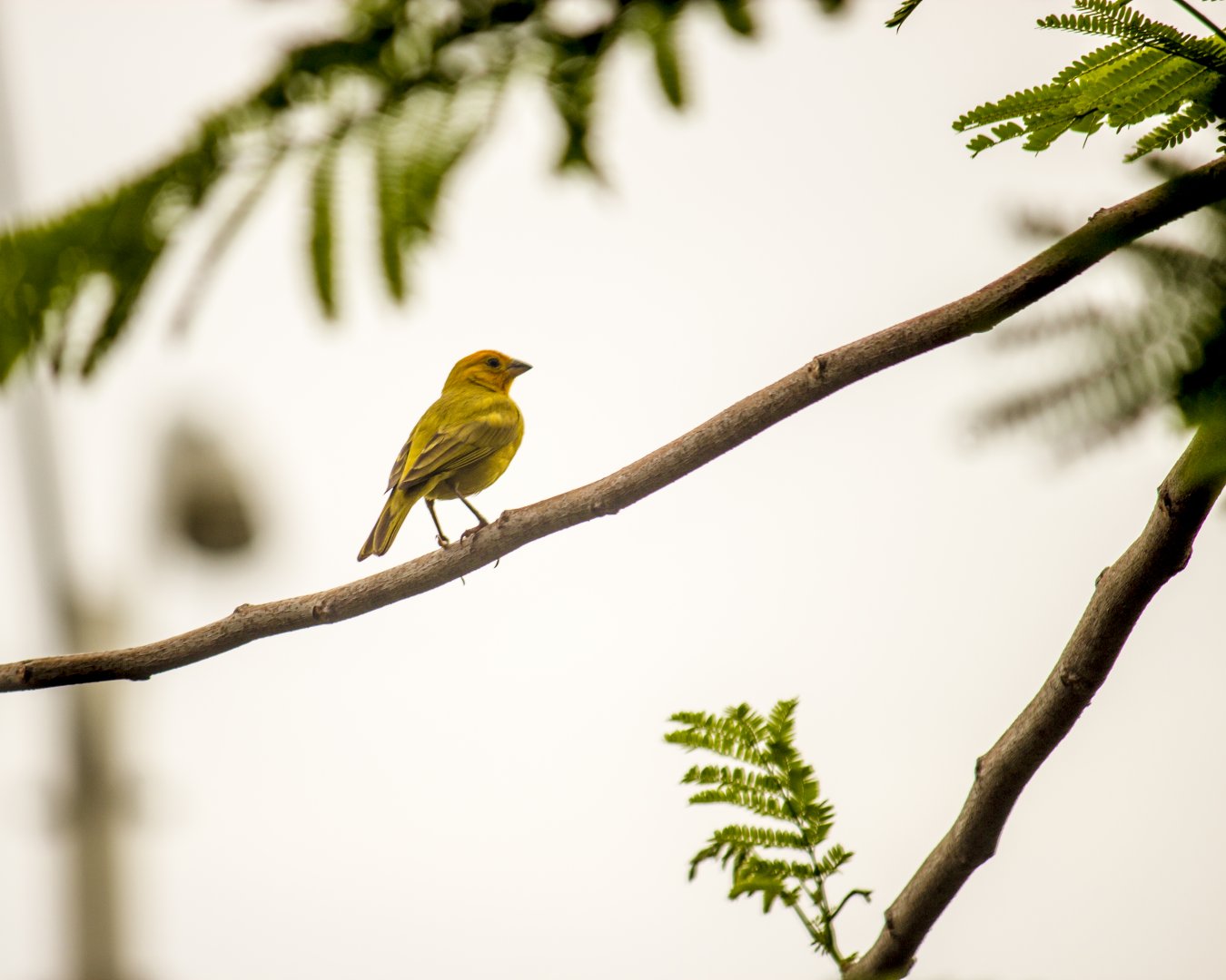 Saffron finch, Sicalis flaveola