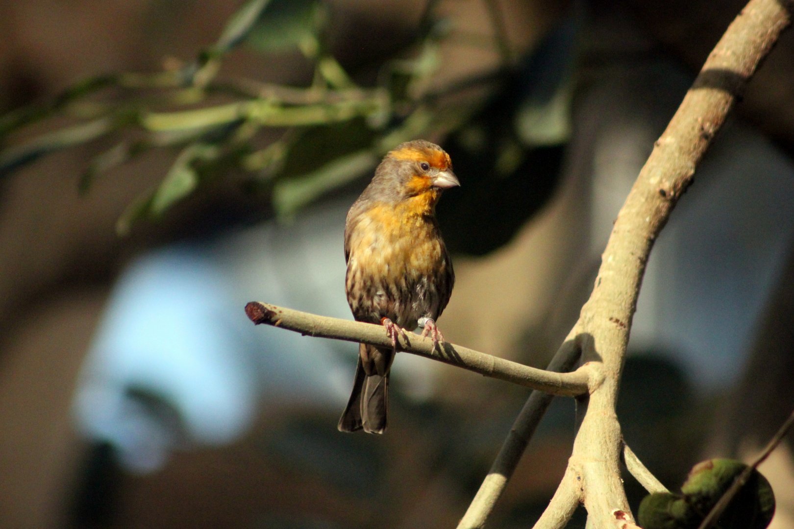 ?Saffron finch (Sicalis flaveola)?