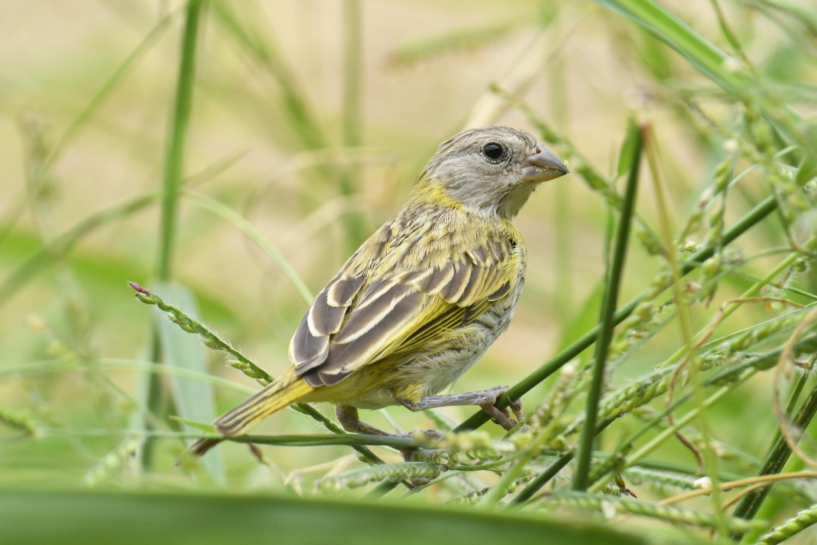 Saffron Finch (Sicalis flaveola)