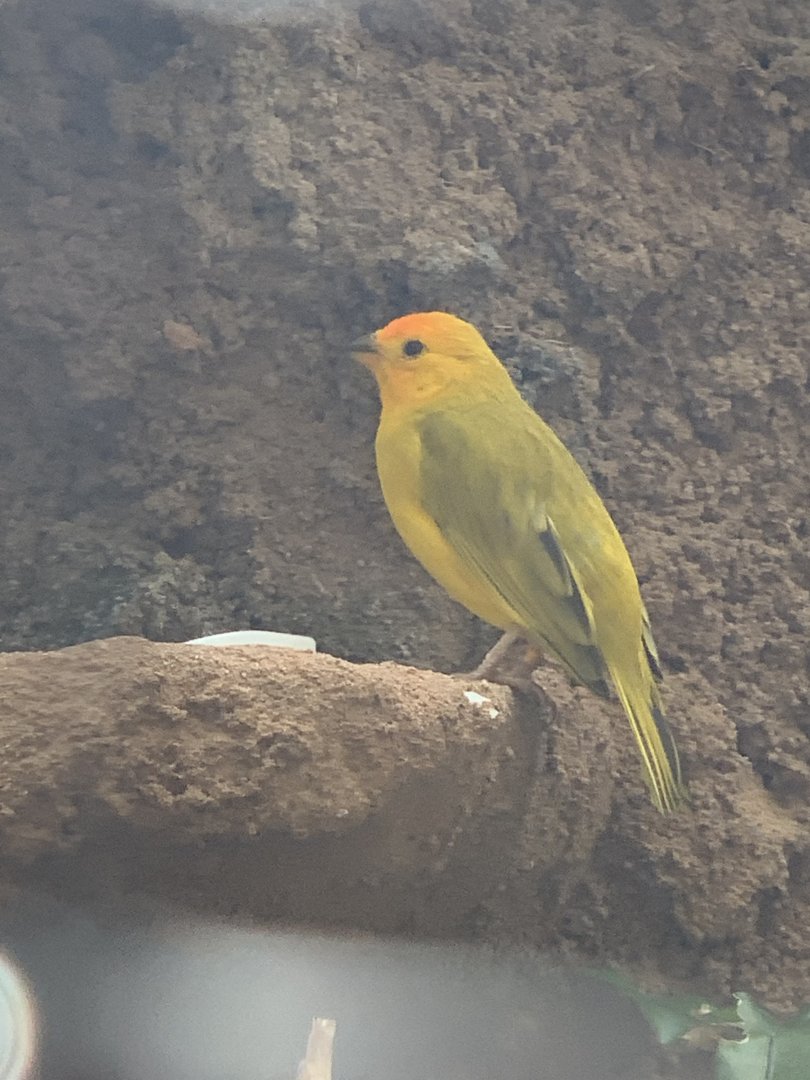 Saffron Finch (Sicalis flaveola)