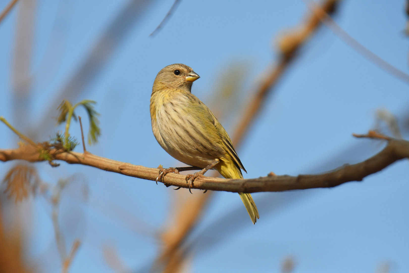 Saffron Finch (Sicalis flaveola)