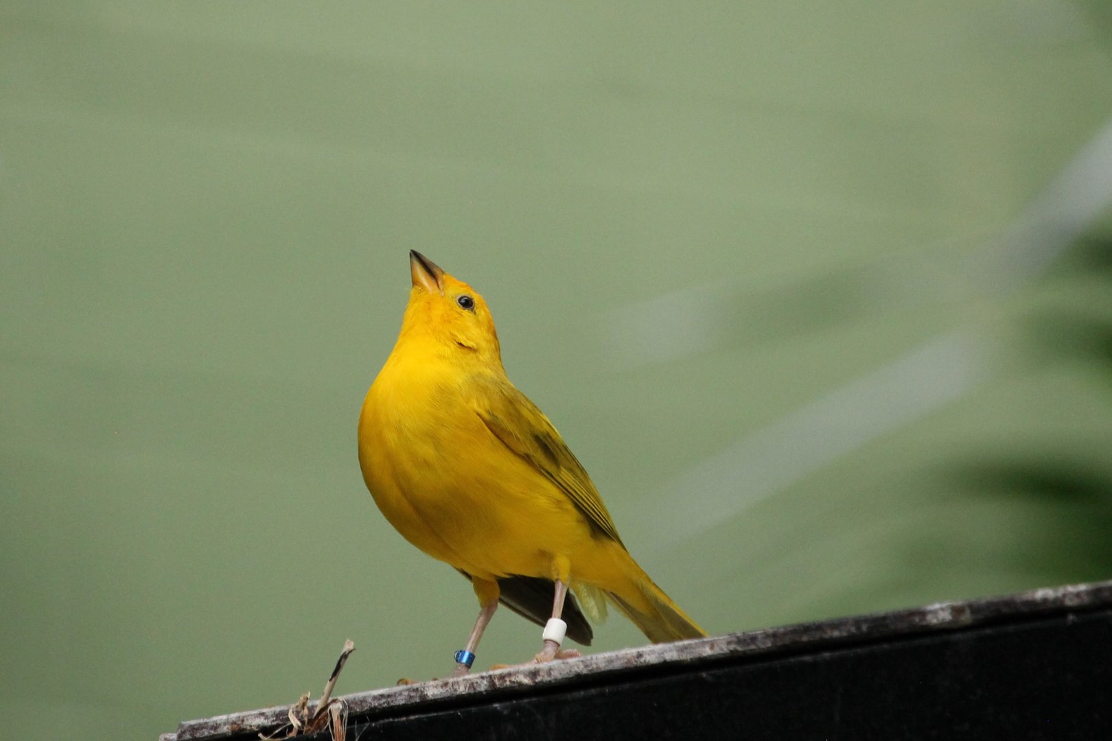 Saffron Finch (Sicalis flaveola)