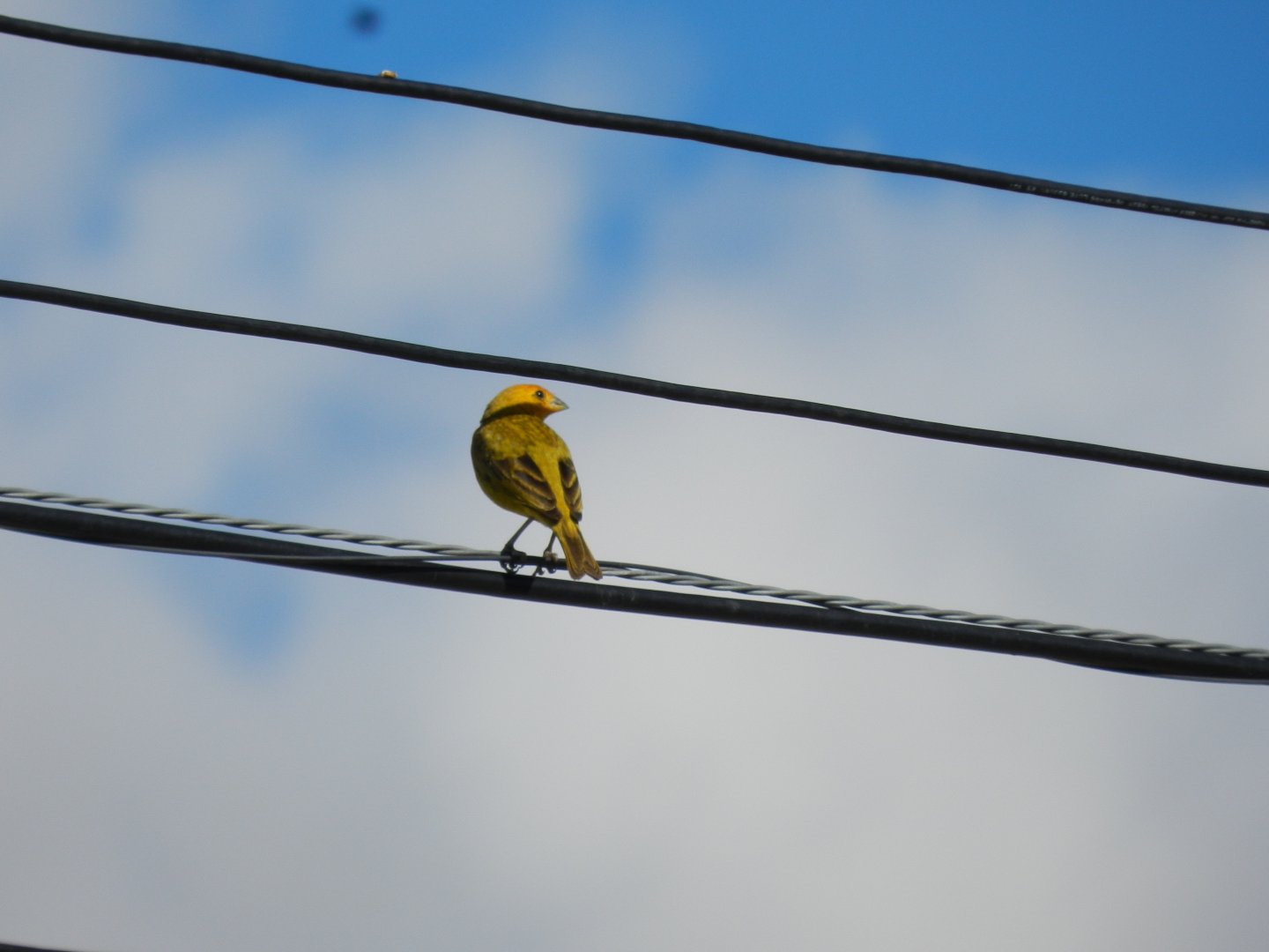 Saffron finch - Vespasiano, MG Brazil