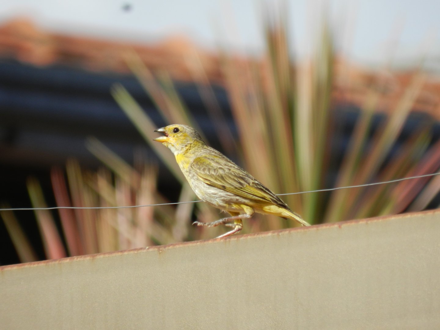 Saffron finch - Vespasiano, MG Brazil