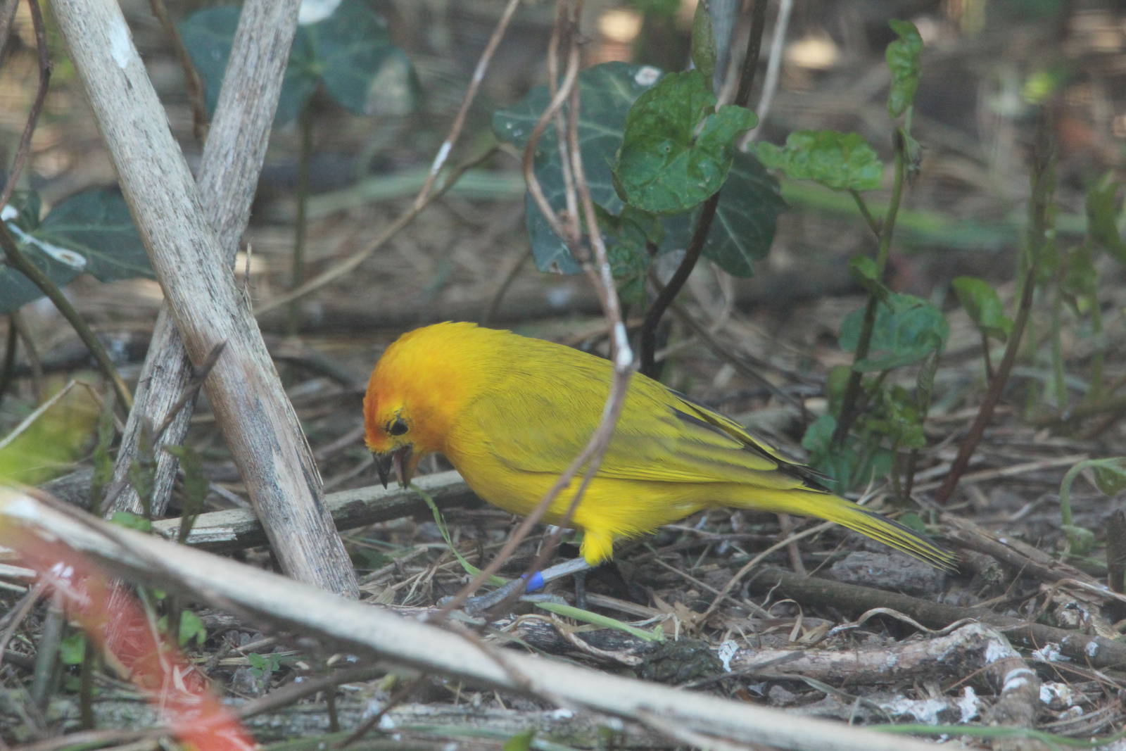 Saffron Finch?