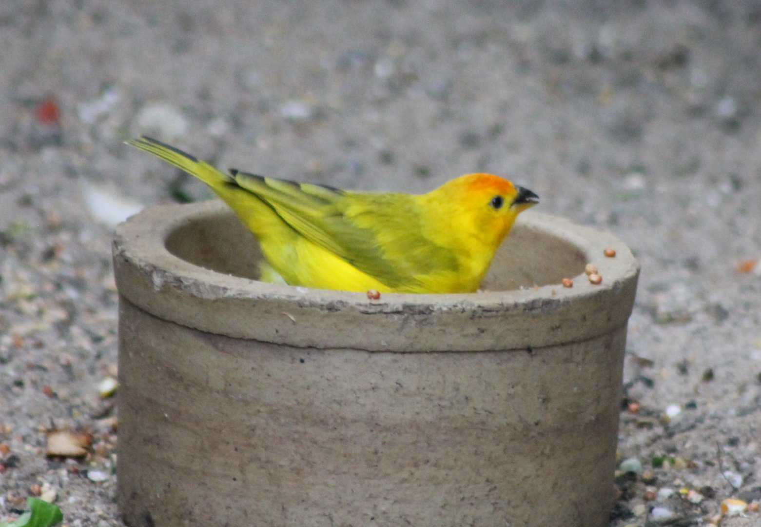 Saffron finch