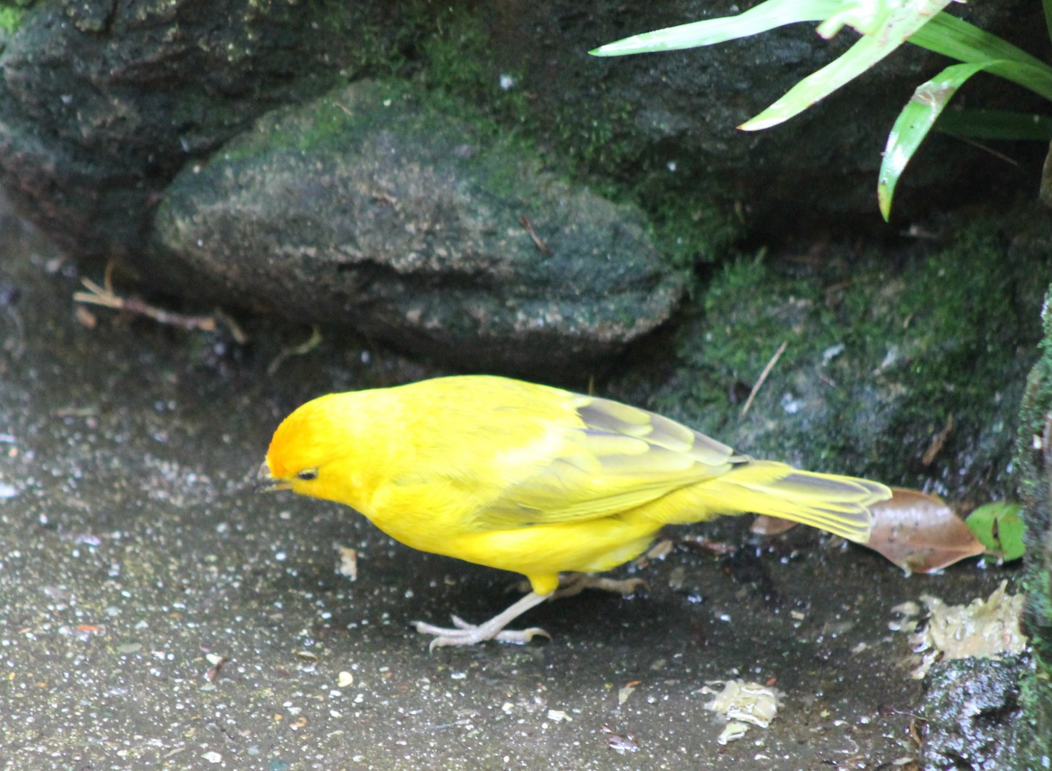 Saffron finch