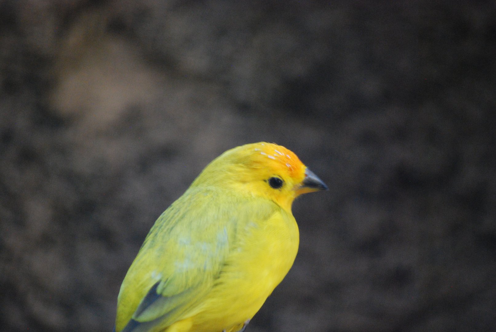 Saffron Finch