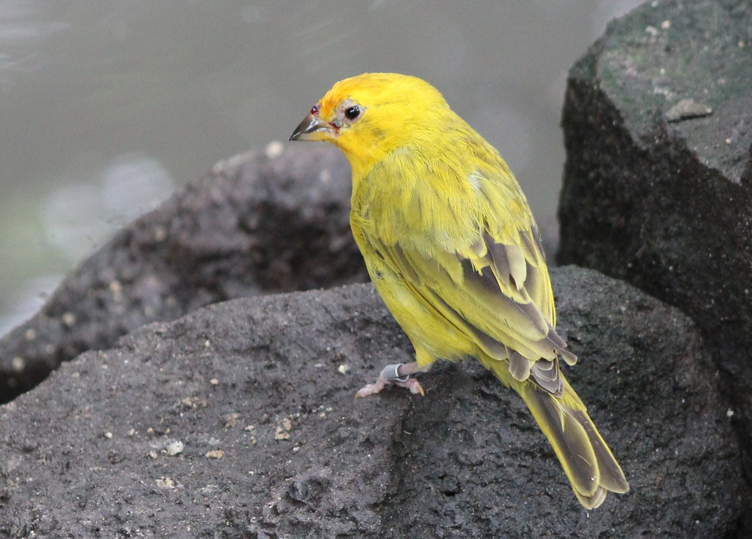 Saffron finch
