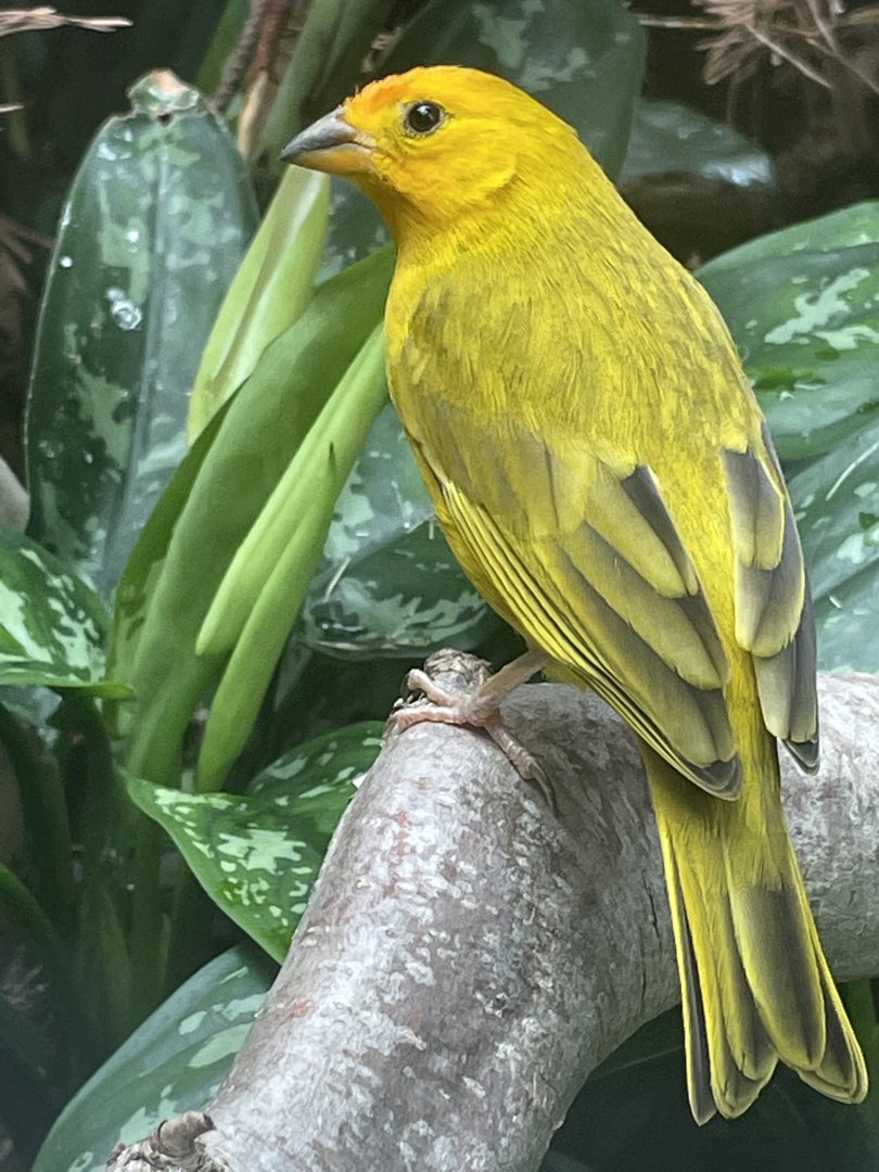Saffron Finch