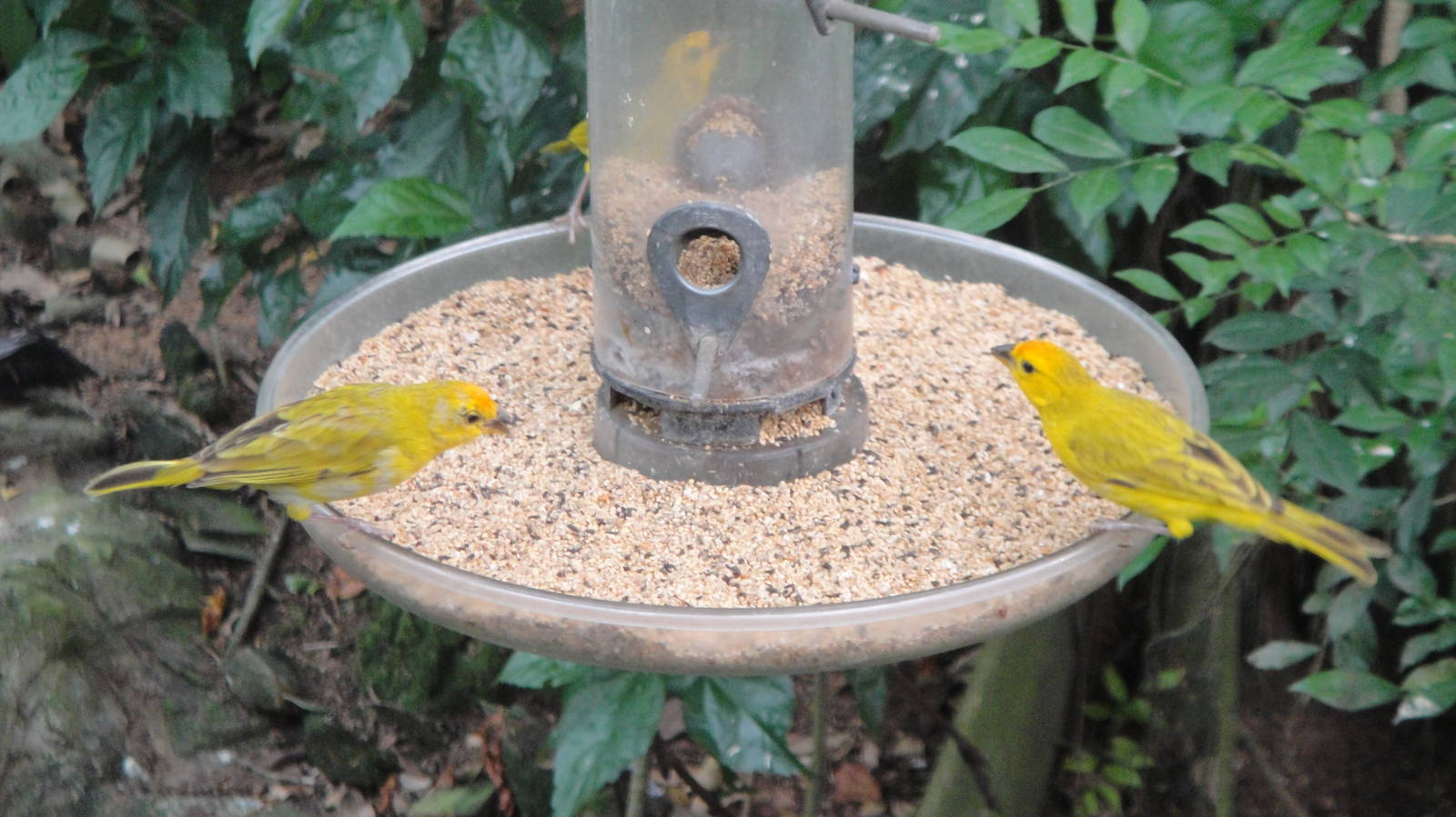 Saffron Finches