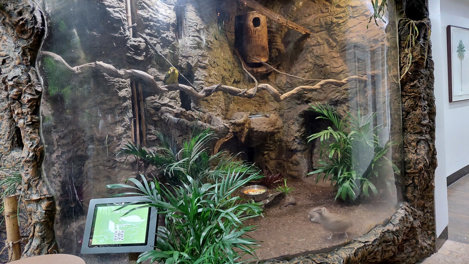 Saffron Toucanet and Elegant Crested Tinamou Exhibit