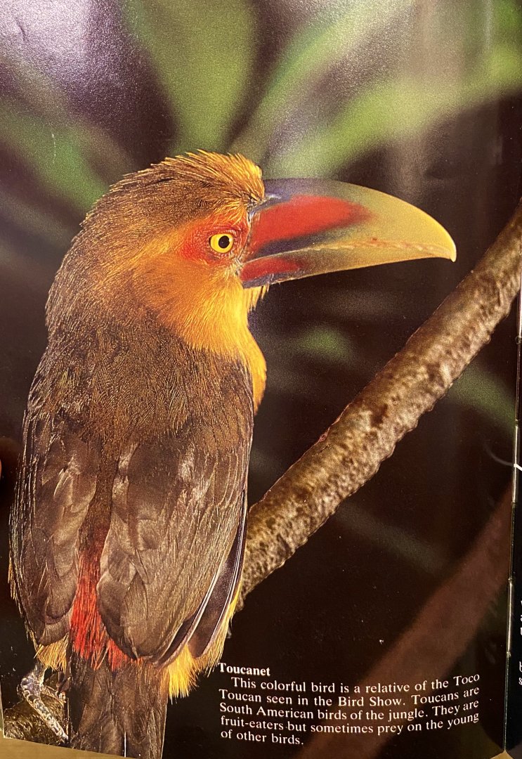 Saffron Toucanet (old collection, 1990s ? )