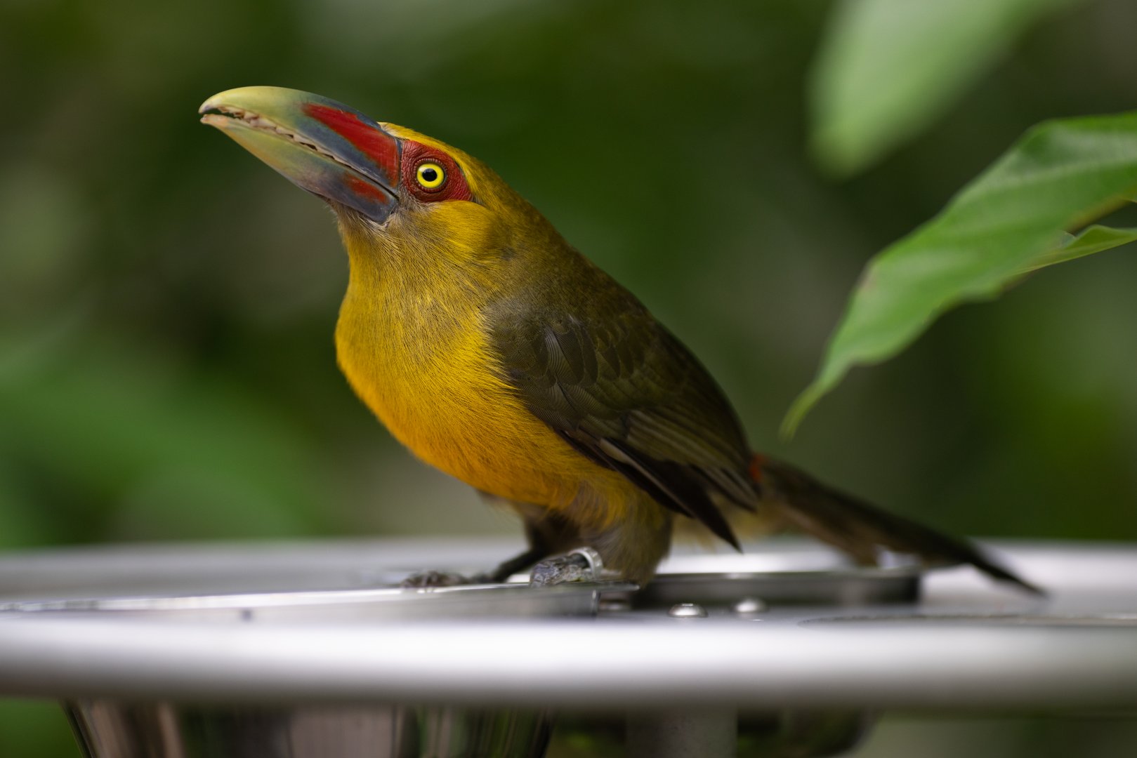 Saffron Toucanet (Pteroglossus bailloni) - Amazonian Jewels
