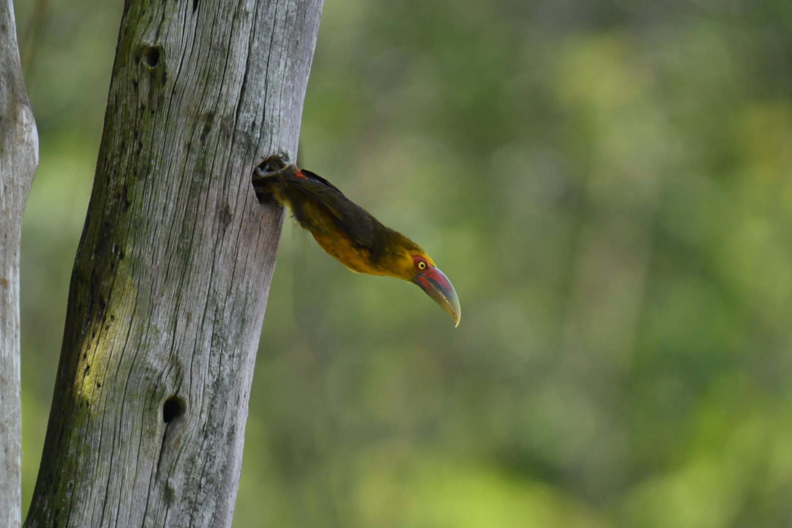 Saffron Toucanet (Pteroglossus bailloni)