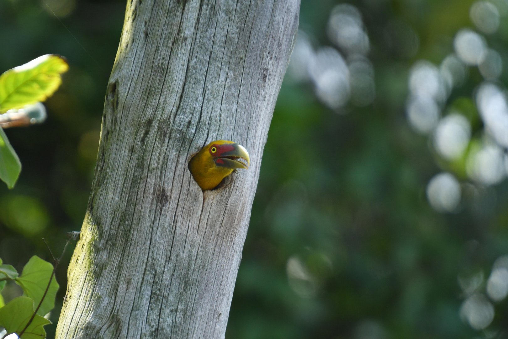 Saffron Toucanet (Pteroglossus bailloni)