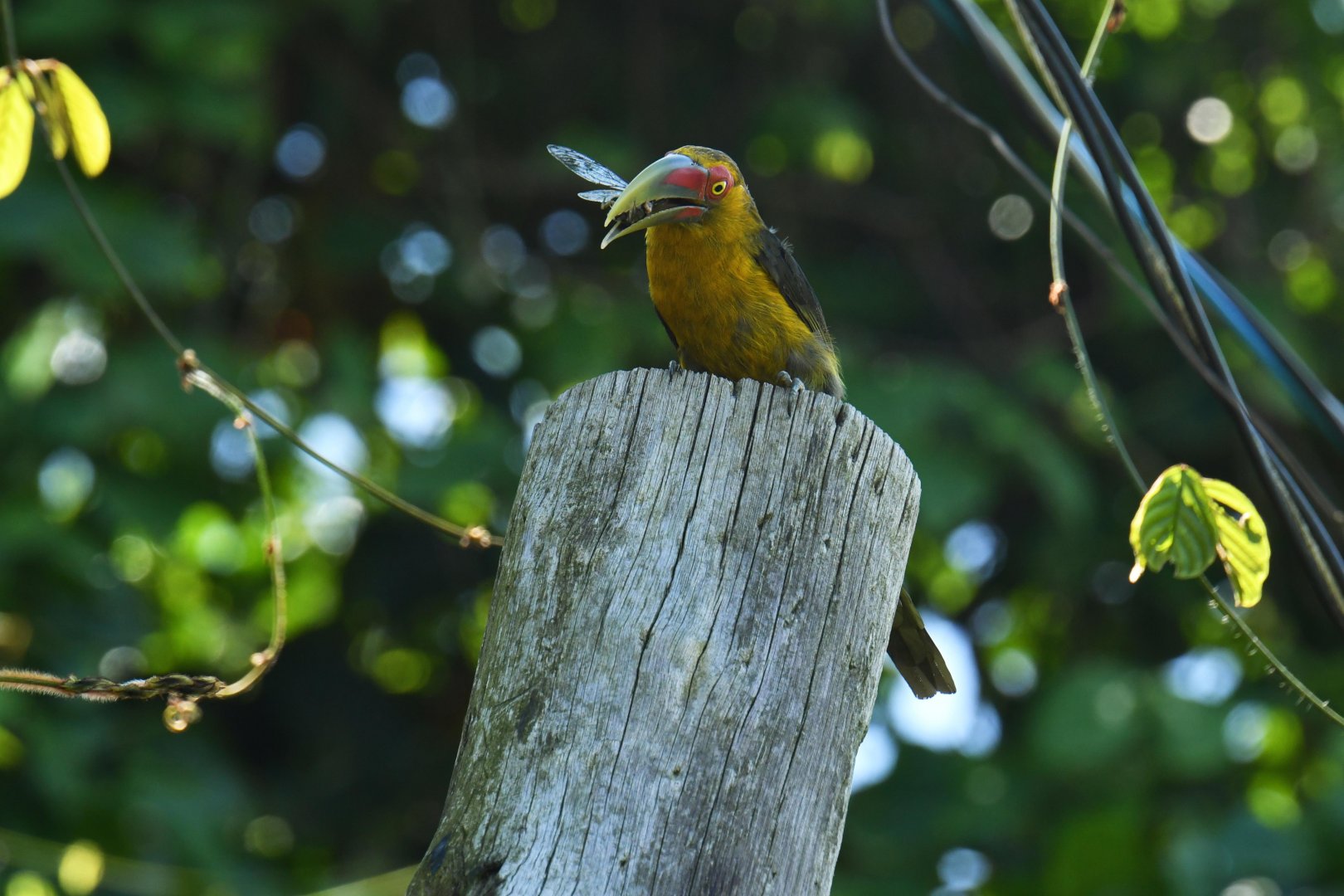 Saffron Toucanet (Pteroglossus bailloni)