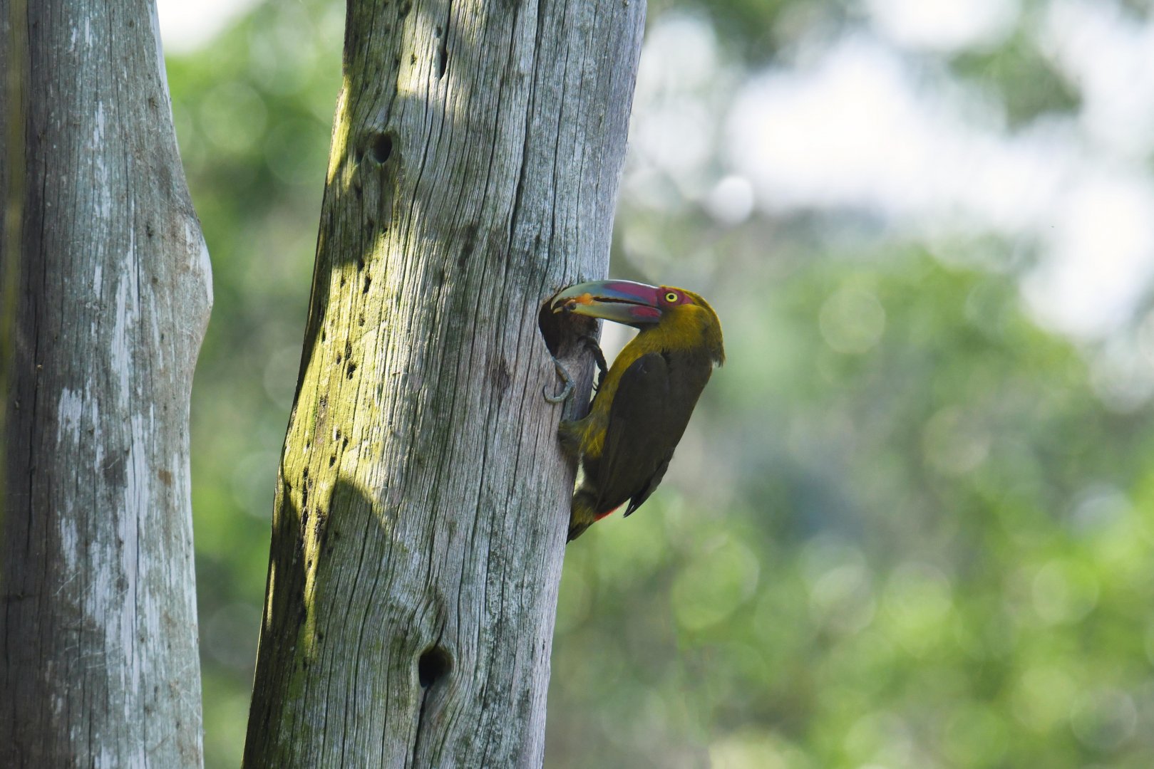Saffron Toucanet (Pteroglossus bailloni)